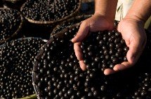 health benefits of acai berry
