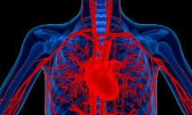 stem-cells-and-heart-disease