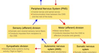 autonomic nervous system