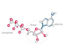 d-ribose