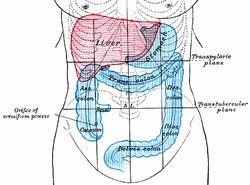 detoxify-your-colon