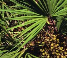 saw-palmetto-benefits